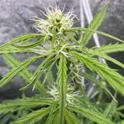 CBD Lemon Auto - Herbies Seeds