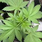 Wild Strawberry F1 Auto Run 2-TasteBudz