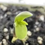 Auto Opium - Divine Seeds