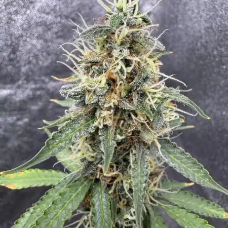 Apple and Blackberry F1 Auto - Tastebudz