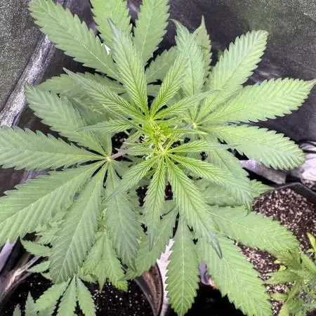 AUTO FRACTAL - Divine Seeds