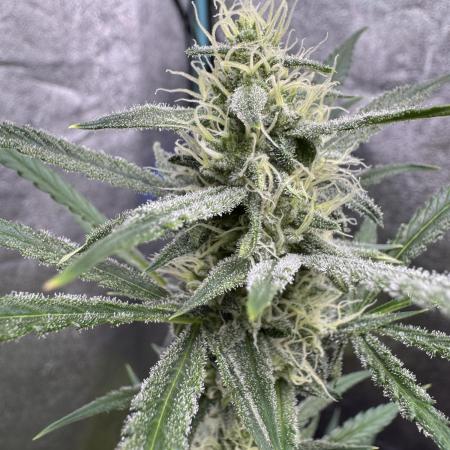 Sour Apple X Strawberry Gorilla Auto Fem