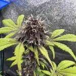 DARK LEMONADE AUTO - Delicious Seeds