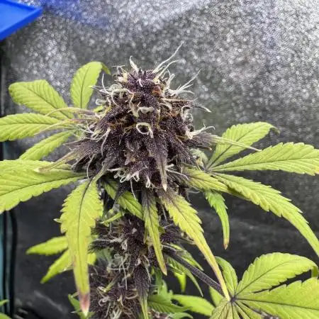 DARK LEMONADE AUTO - Delicious Seeds