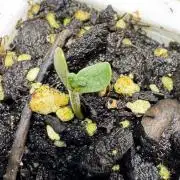 Purple Tangie Auto - Supernatural Seeds