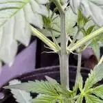 Caramel Auto - FastBuds