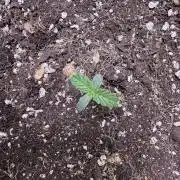 CBD Lemon Auto-Run #2 Herbies Seeds