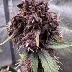DARK LEMONADE AUTO - Delicious Seeds