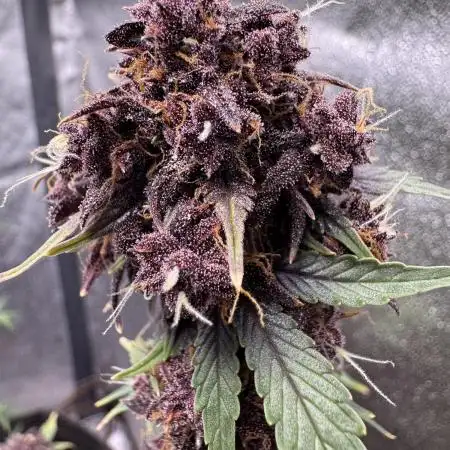 DARK LEMONADE AUTO - Delicious Seeds