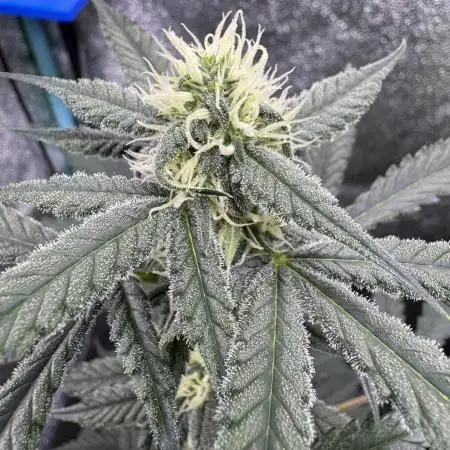 Auto Opium - Divine Seeds