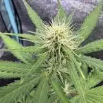 Midnight Moonshine F1 Auto - TasteBudz