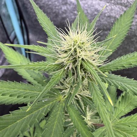 Midnight Moonshine F1 Auto - TasteBudz