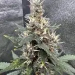 AUTO PURPLE OPIUM - Divine Seeds