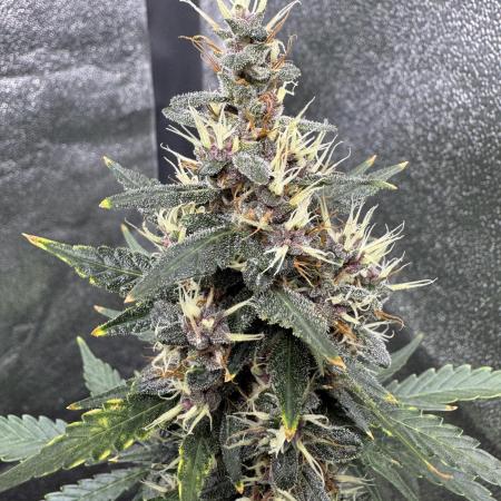 AUTO PURPLE OPIUM - Divine Seeds