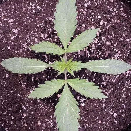 Elephant Berry Auto