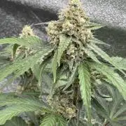 Wurlz F1 Autoflower - Zamnesia Seeds