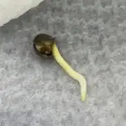 Strawberry Pie Auto-OriginalSensibleSeed