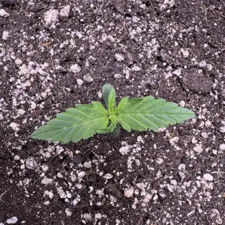 CBD Lemon Auto - Herbies Seeds
