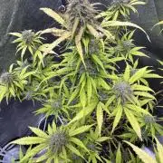 Apple Betty Auto from Herbies Seeds