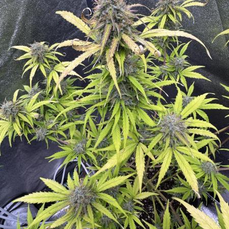 Apple Betty Auto from Herbies Seeds