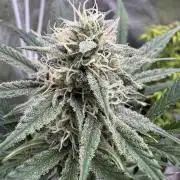 Sour Apple X Strawberry Gorilla Auto