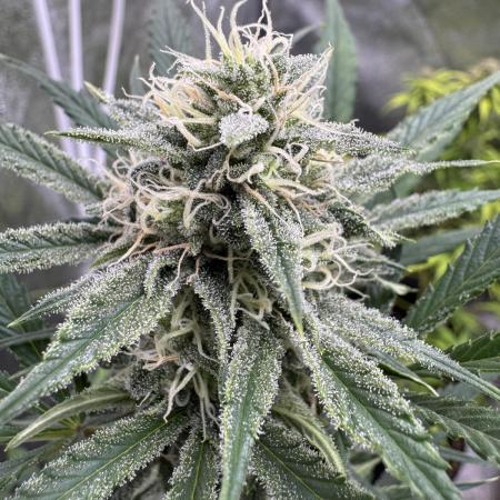 Sour Apple X Strawberry Gorilla Auto