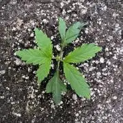 Purple Tangie Auto - Supernatural Seeds