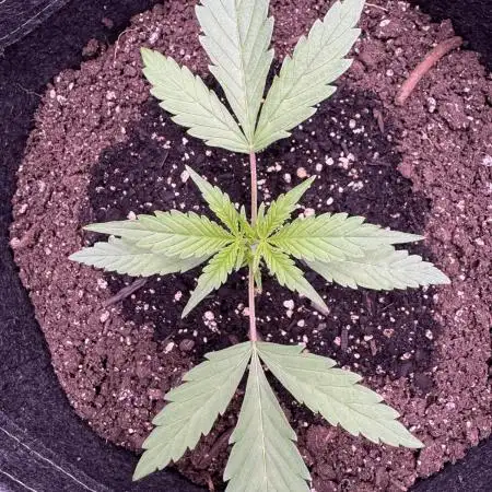 AUTO FRACTAL - Divine Seeds