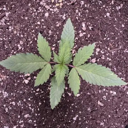 Zkittelz XL Auto - Ganja Farmer Seeds