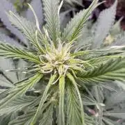 Apple Betty Auto from Herbies Seeds