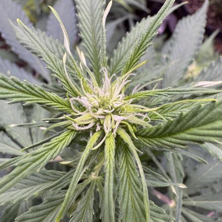 Apple Betty Auto from Herbies Seeds