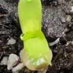 Sour Apple X Strawberry Gorilla Auto