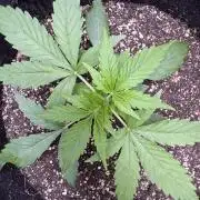 Apple Betty Auto from Herbies Seeds