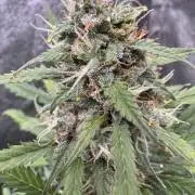 AUTO WHITE WIDOW - Divine Seeds