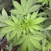 Apple Betty Auto from Herbies Seeds