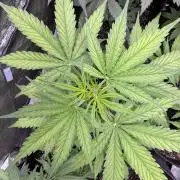 CBD Lemon Auto - Herbies Seeds