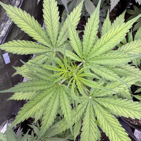 CBD Lemon Auto - Herbies Seeds