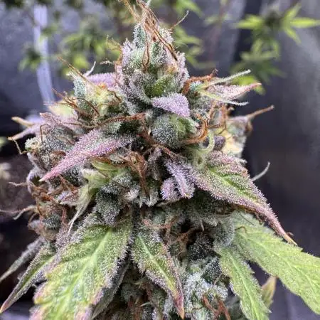 Auto AK Triple Haze - Super Sativa Seed Club