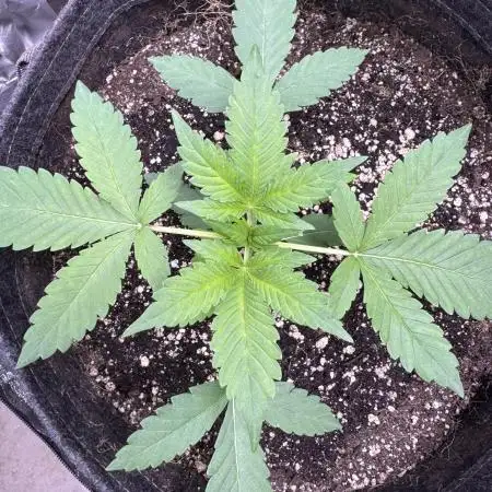 Auto Opium - Divine Seeds