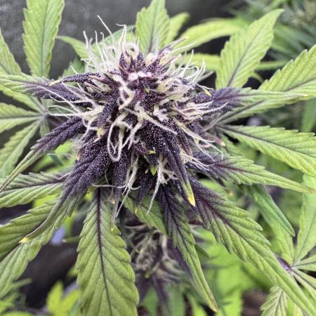 DARK LEMONADE AUTO - Delicious Seeds