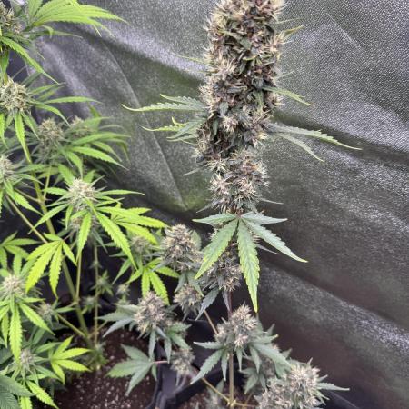 AUTO PURPLE OPIUM - Divine Seeds