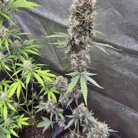 AUTO PURPLE OPIUM - Divine Seeds