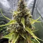 AUTO FRACTAL - Divine Seeds