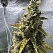 CBD Lemon Auto - Herbies Seeds