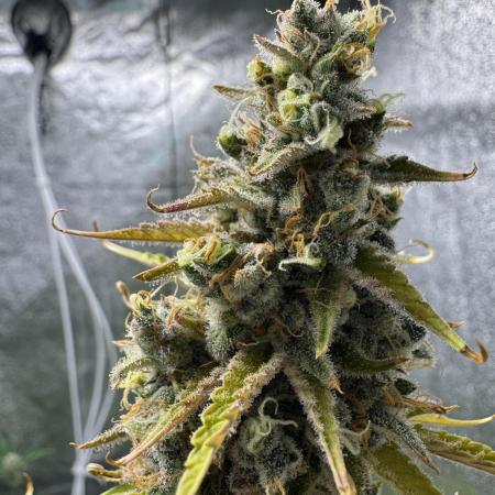 CBD Lemon Auto - Herbies Seeds