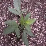 AUTO WHITE WIDOW - Divine Seeds