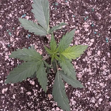 AUTO WHITE WIDOW - Divine Seeds
