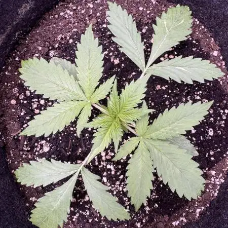Elephant Berry Auto