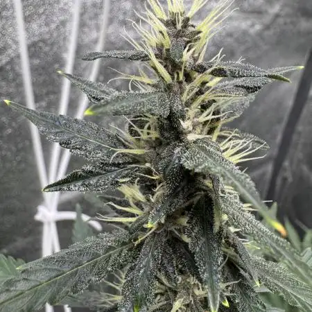 AUTO PURPLE OPIUM - Divine Seeds
