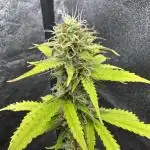 Apple and Blackberry F1 Auto - Tastebudz